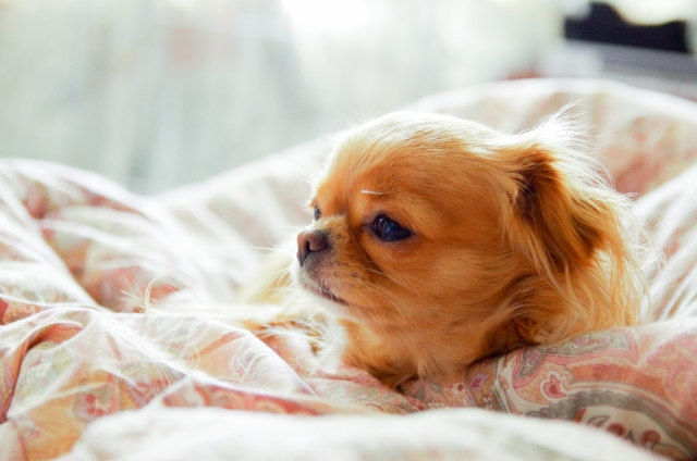 犬の熱中症対策・涼しい部屋で留守番するチワワ