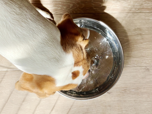 熱中症対策で水を飲む犬