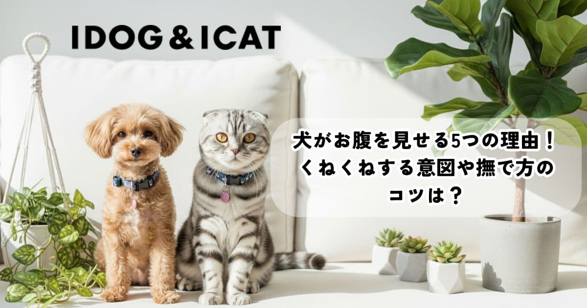 犬がお腹を見せる5つの理由！くねくねする意図や撫で方のコツは？