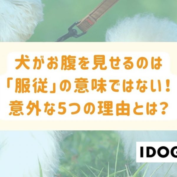 犬がお腹を見せるのは服従の意味ではない！意外な5つの理由とは？