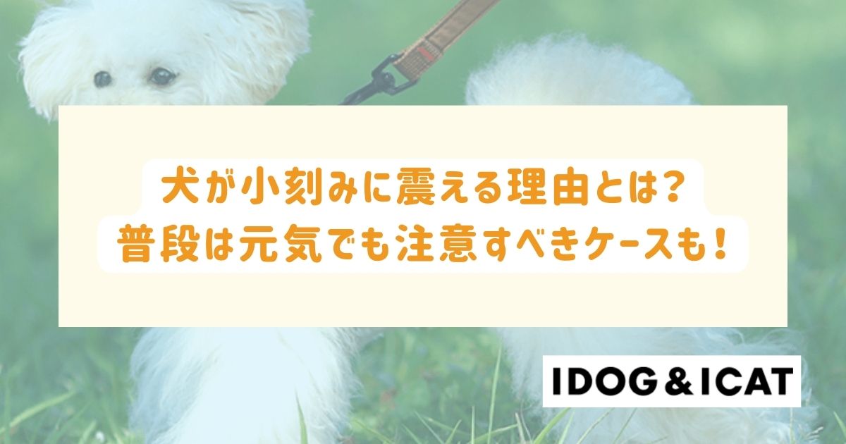 犬が小刻みに震える7つの理由とは？普段は元気でも注意すべきケースも！