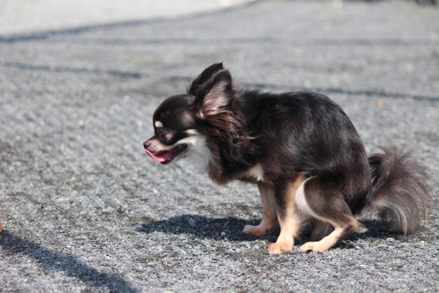 犬のお尻歩きは排便トラブルが原因のこともある