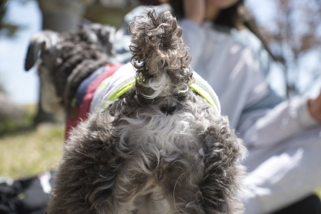 犬がお尻歩きをしたら肛門まわりをチェック