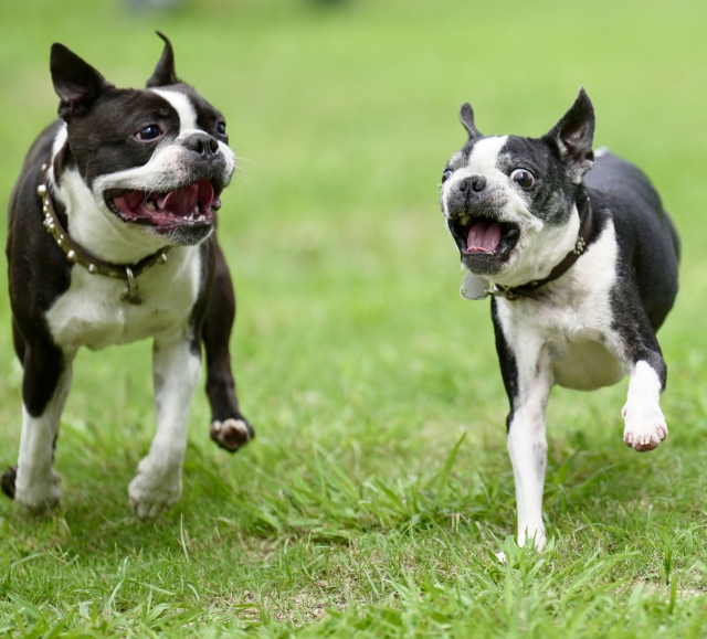 避妊・去勢して仲良く遊べる犬