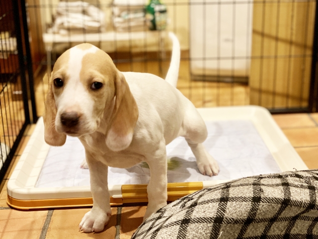 犬のお尻歩きが気になったらトイレを清潔に