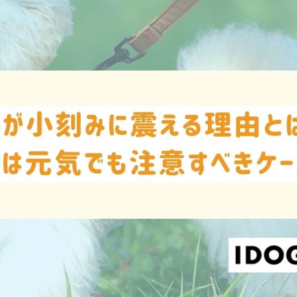 犬が小刻みに震える7つの理由とは？普段は元気でも注意すべきケースも！