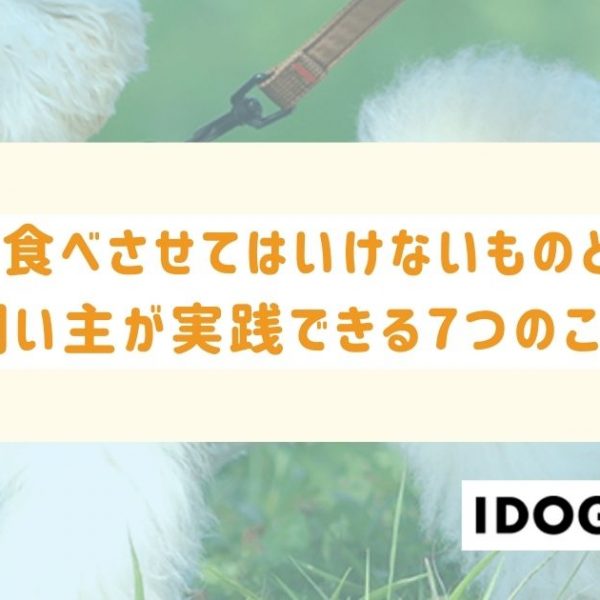 犬に食べさせてはいけないものとは？今すぐ飼い主が実践できる7つのこと