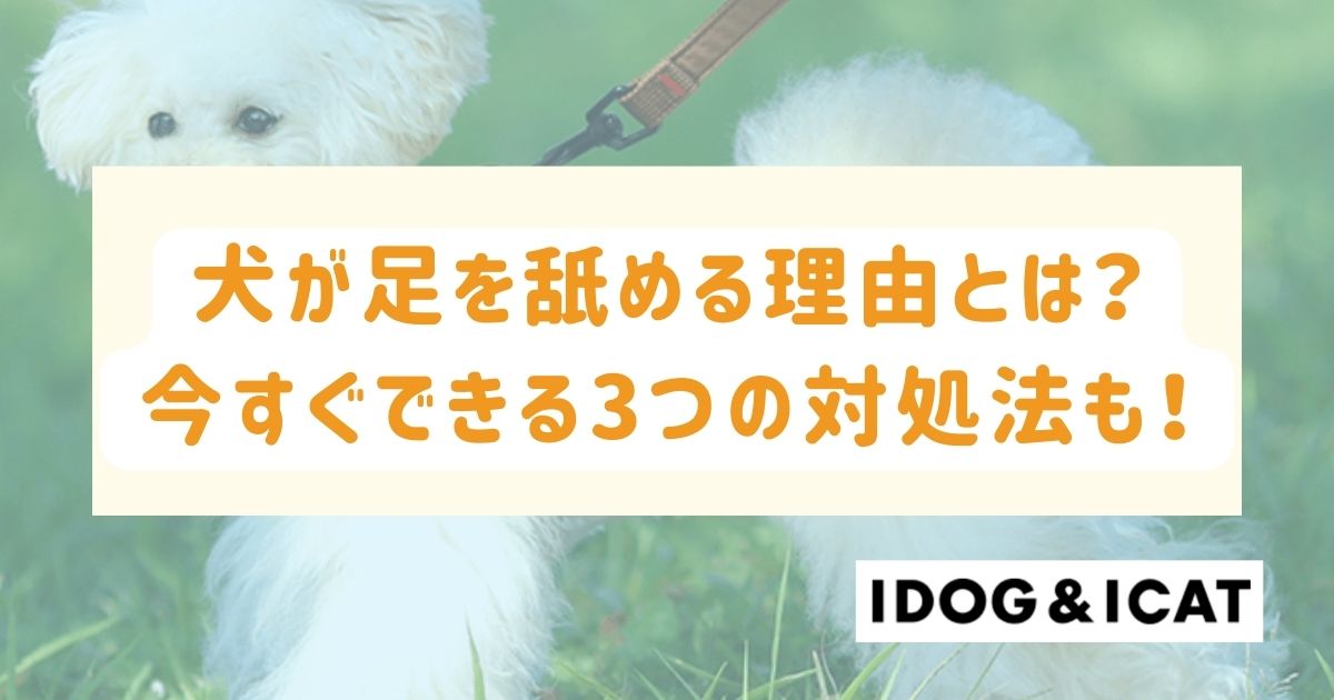 犬が足を舐める理由とは？今すぐ実践できる3つの対処法も解説！