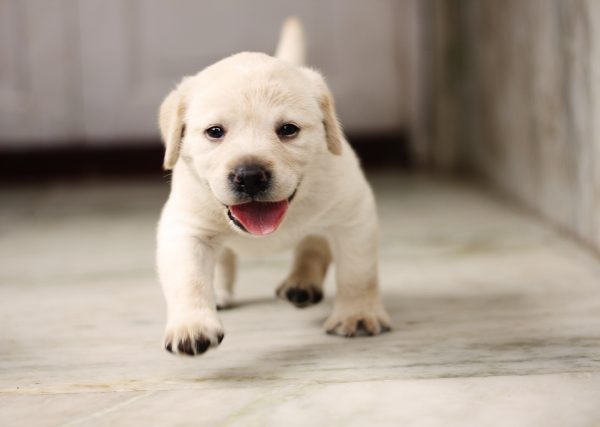 【失敗しない子犬の散歩デビュー】時期・練習・注意点・悩み別対処方も