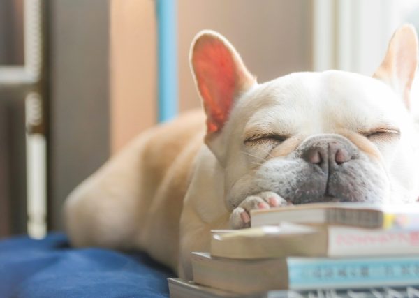 その部屋、愛犬を守れる?家の中の防災対策をペット災害危機管理士が解説