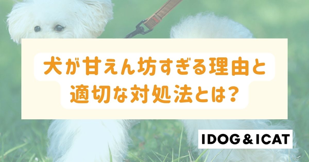 犬が甘えん坊すぎる理由と適切な対処法とは？チェックリストも！