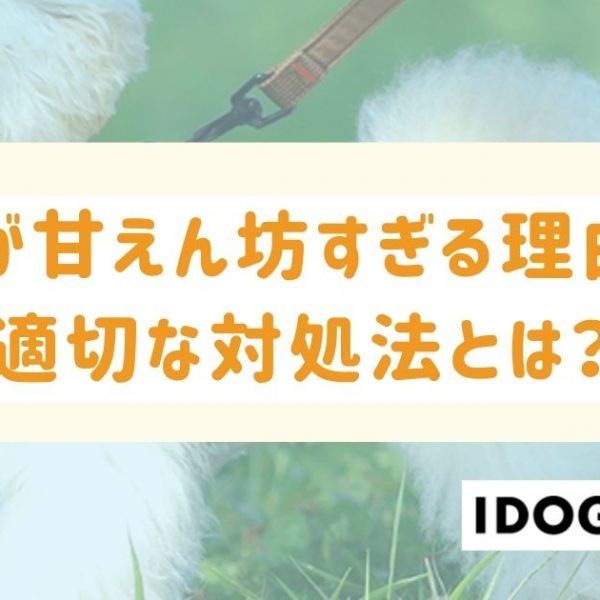 犬が甘えん坊すぎる理由と適切な対処法とは？チェックリストも！