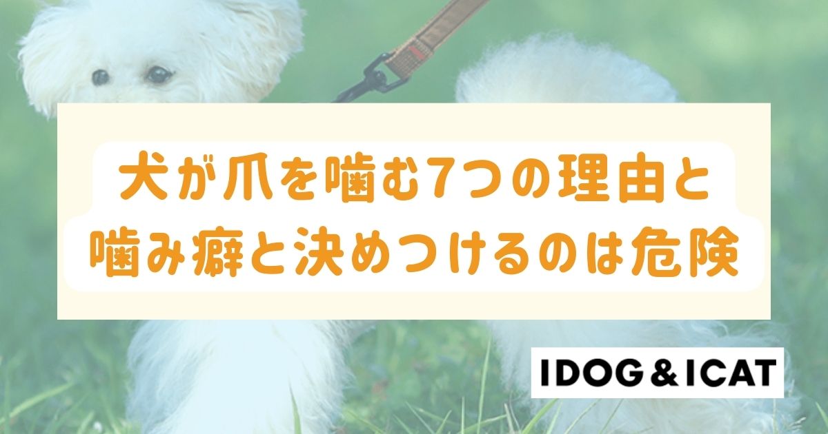 犬が爪を噛む7つの理由とは？