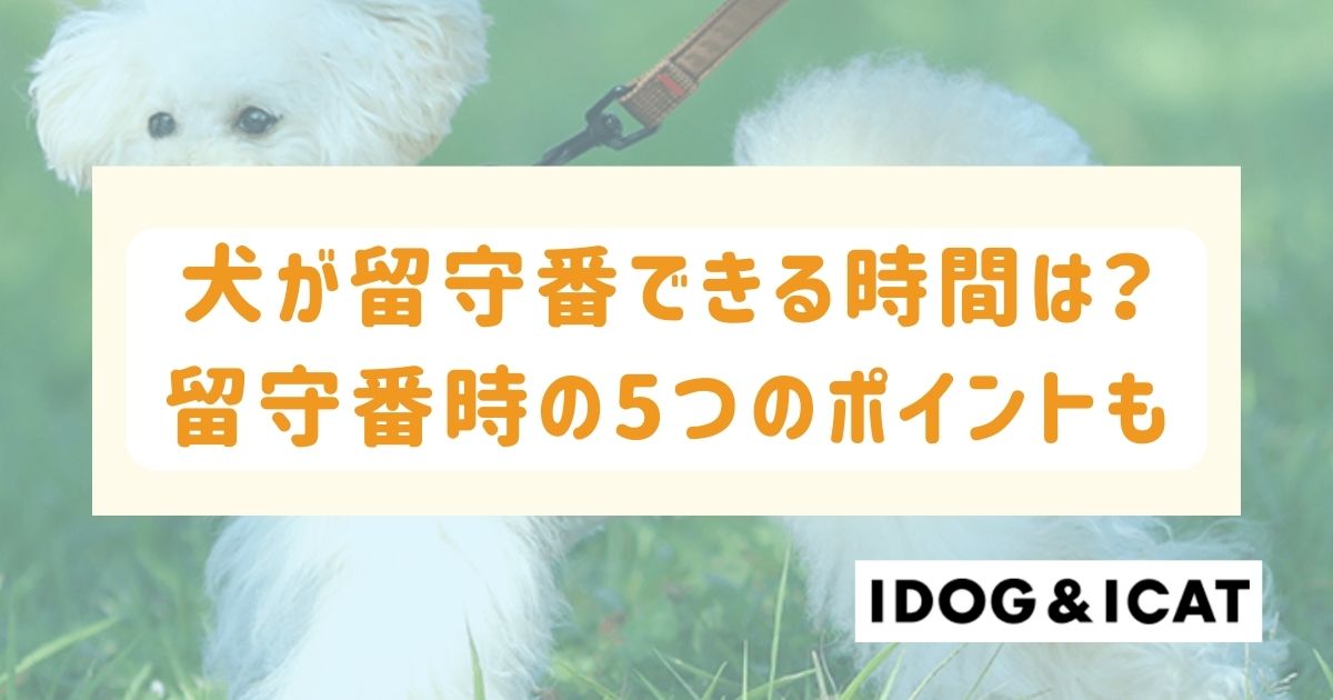 犬が留守番できる時間は？留守番させるときの5つのポイントも解説！