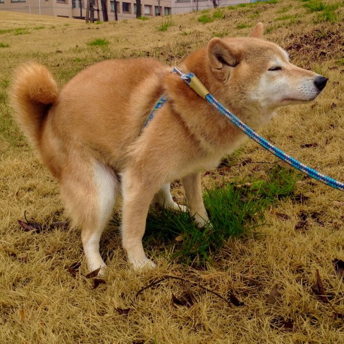 犬の散歩中、うんちで健康をチェック