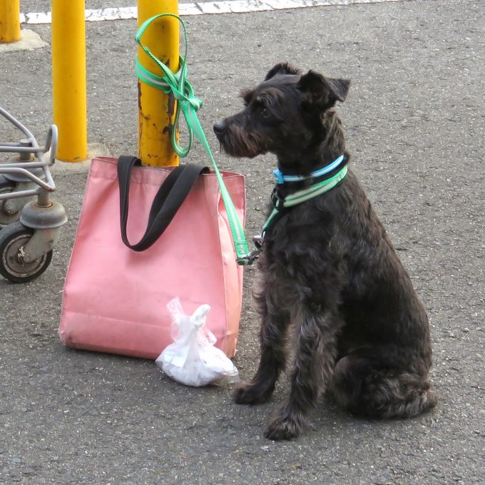 犬の散歩中、うんちを持ち帰って健康をチェック