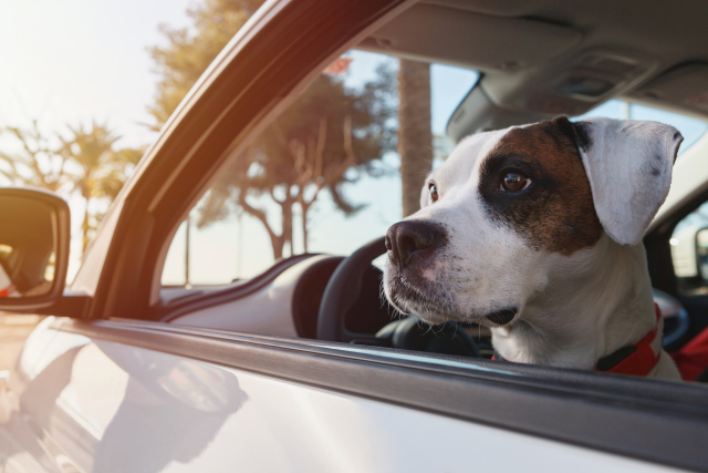 犬の車酔い対策をしてドライブをする犬