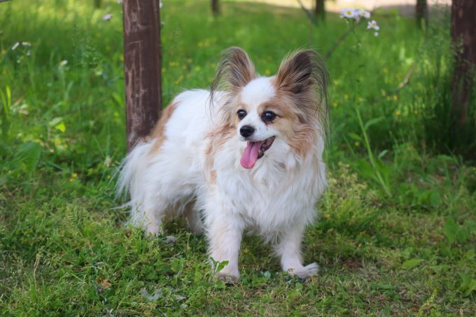 犬の散歩中、うんちで健康をチェック