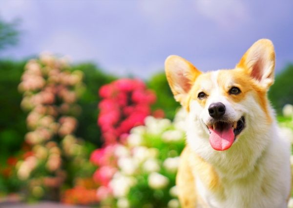 愛犬のうんちで毎日の健康チェック!病院へ行くべき症状の見分け方は?