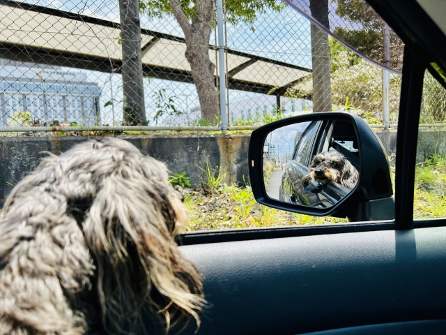車酔い対策で窓の外の空気を吸う犬