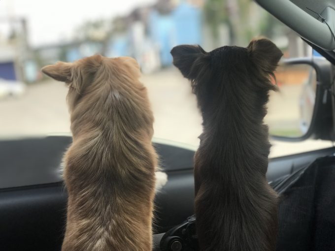 車酔い対策をしてドライブを楽しむ犬