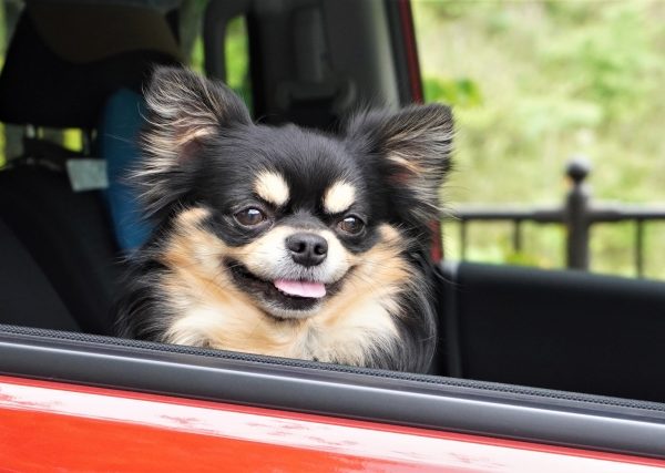 犬の車酔いの原因は？症状と対策を知って予防しよう！おすすめグッズの紹介も