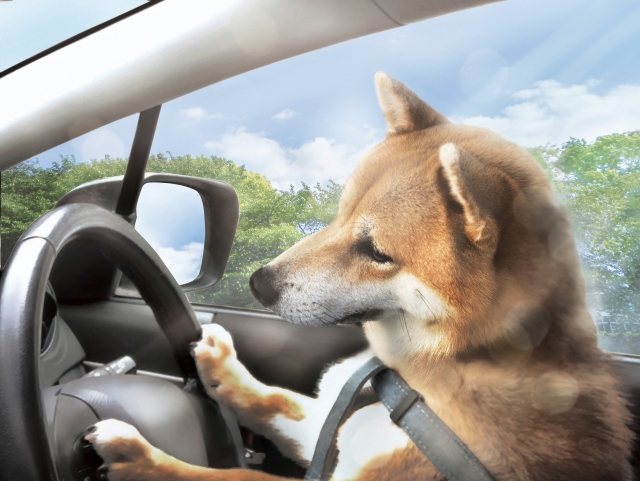 犬の車酔い対策をして安心してドライブする犬