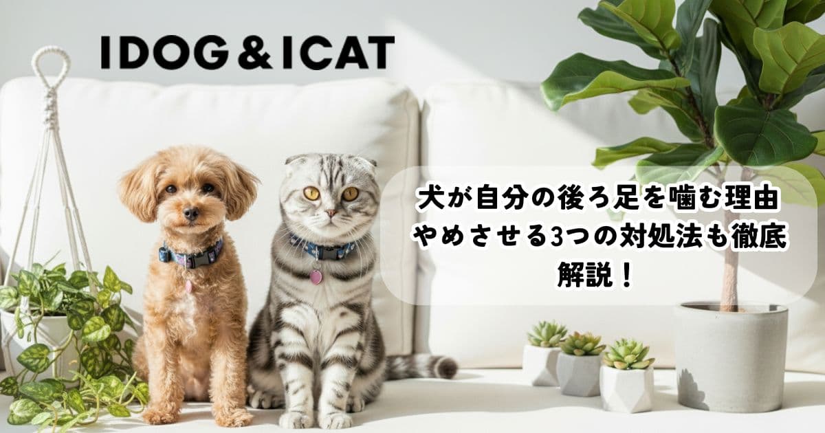 犬が自分の後ろ足を噛む理由は?やめさせる3つの対処法も徹底解説!