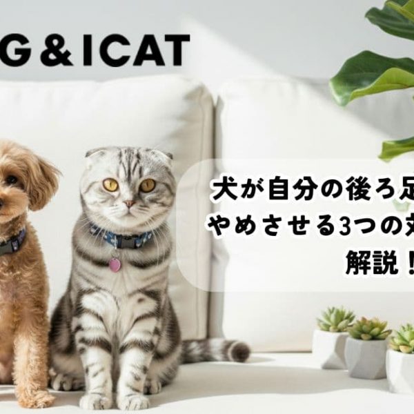 犬が自分の後ろ足を噛む理由は？やめさせる3つの対処法も徹底解説！