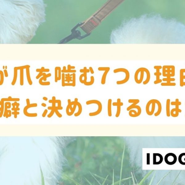 犬が爪を噛む7つの理由とは？単なる噛み癖と決めつけるのは危険！