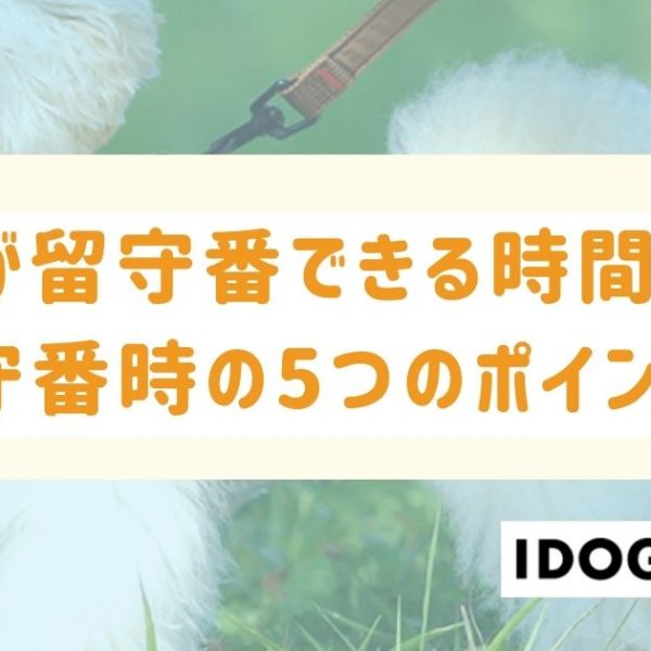 犬が留守番できる時間は？留守番させるときの5つのポイントも解説！