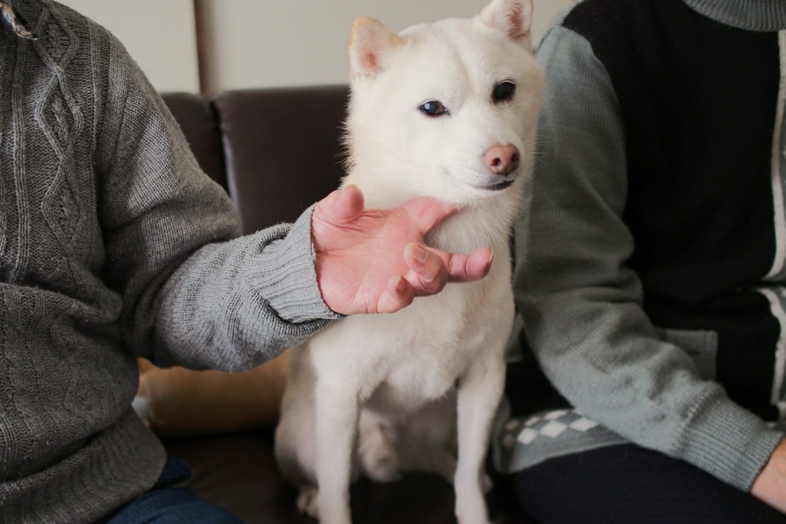犬が撫でられるのが好きな理由
