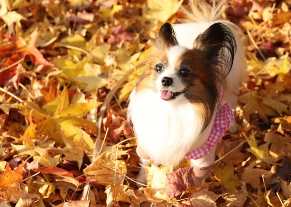 散歩やアウトドアで要注意！犬にとって危険な秋の植物と花を写真付きで解説