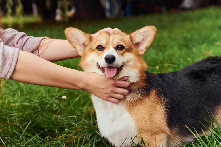 犬が撫でられると嬉しい場所はどこ?初対面の犬とのコミュニケーション方法も! – IDOG&ICAT