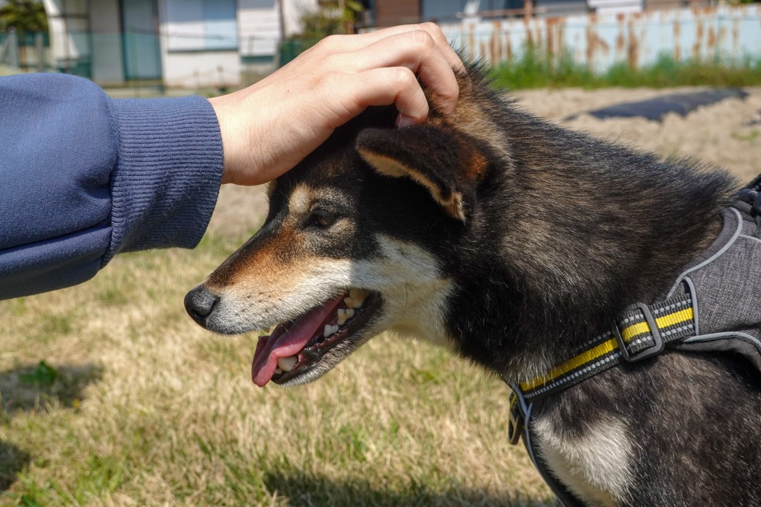 犬が撫でられると嬉しい場所はどこ?初対面の犬とのコミュニケーション方法も! – IDOG&ICAT