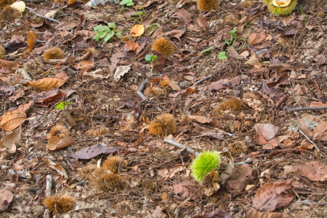 犬に危険な秋の植物クリ