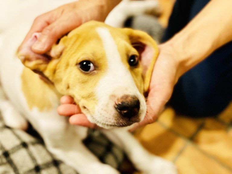 犬が撫でられると嬉しい場所はどこ?初対面の犬とのコミュニケーション方法も! – IDOG&ICAT