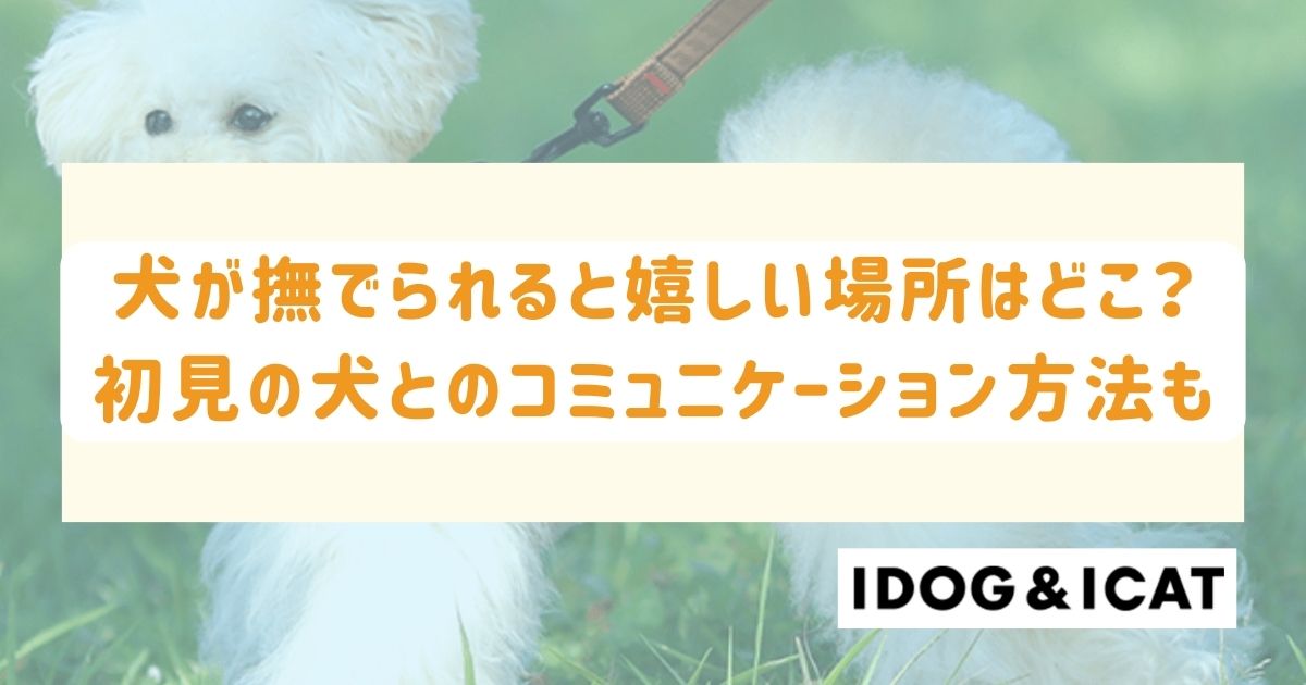 犬が撫でられると嬉しい場所はどこ？初対面の犬とのコミュニケーション方法も！