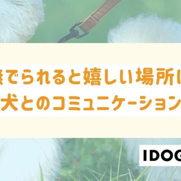 犬が撫でられると嬉しい場所はどこ？初対面の犬とのコミュニケーション方法も！