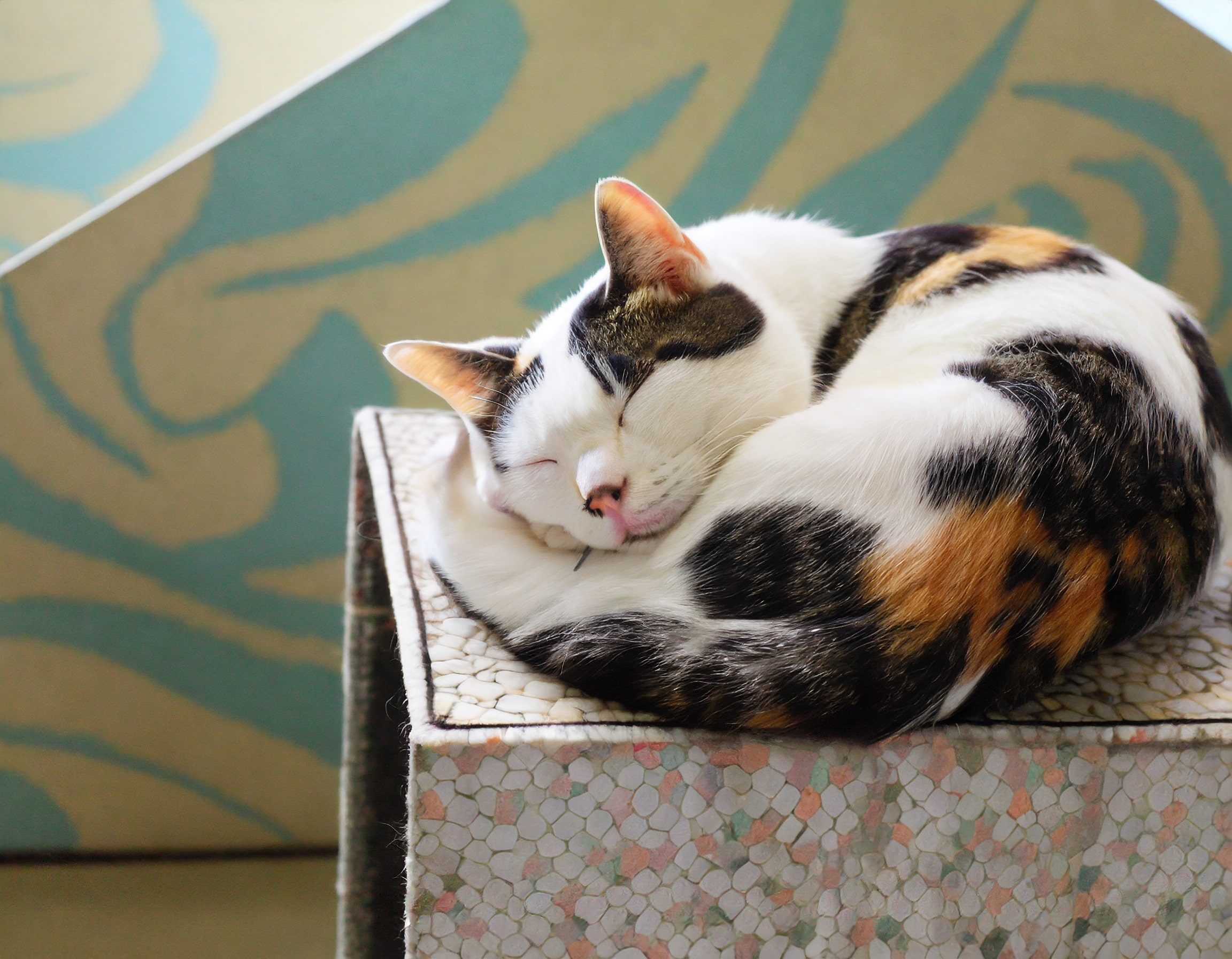 愛猫と安全・快適に寝るための7つの注意点と対策
