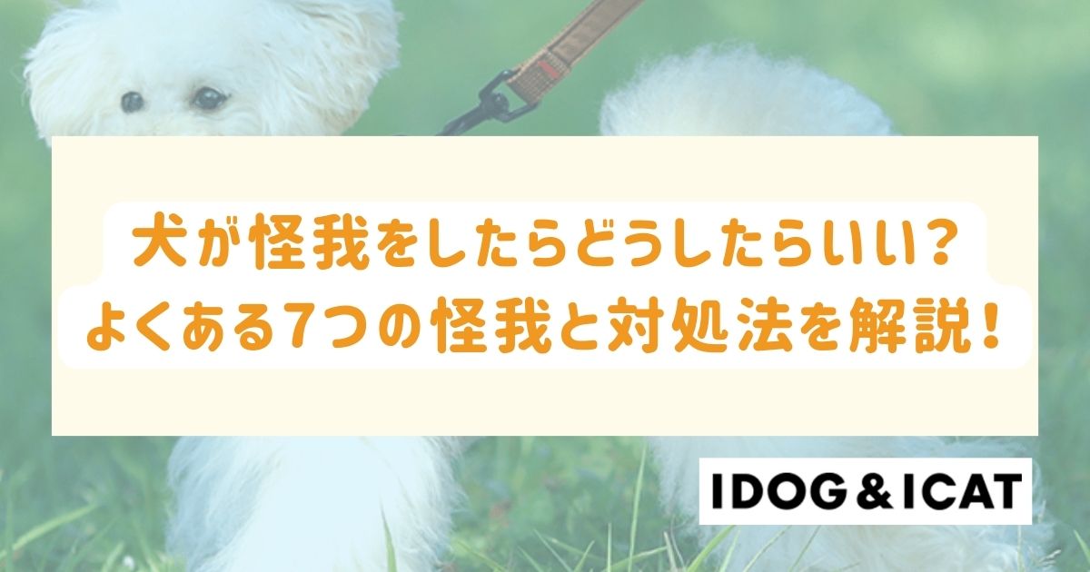 犬が怪我をしたらどうしたらいい？よくある7つの怪我と対処法を解説！