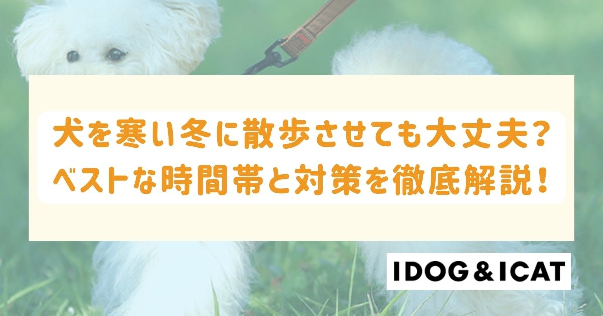 犬を寒い冬に散歩させても大丈夫？ベストな時間帯と対策を徹底解説！