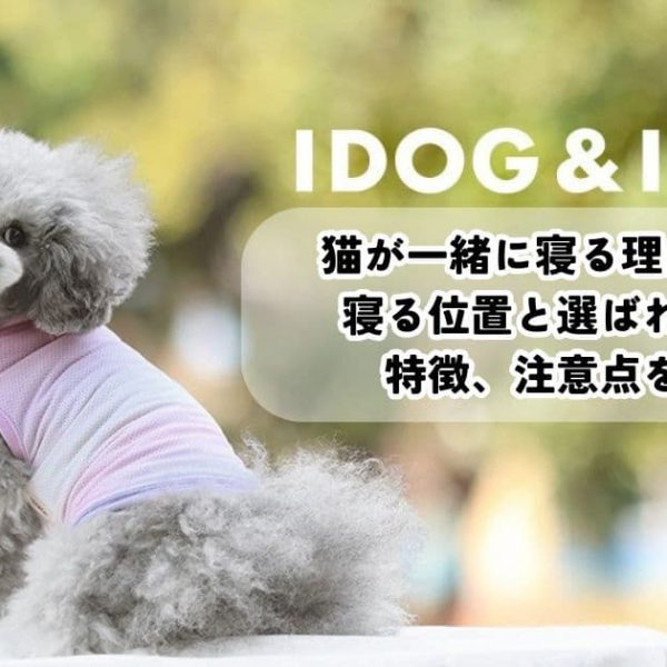 猫が一緒に寝る理由とは？寝る位置と選ばれる人の特徴、注意点を解説