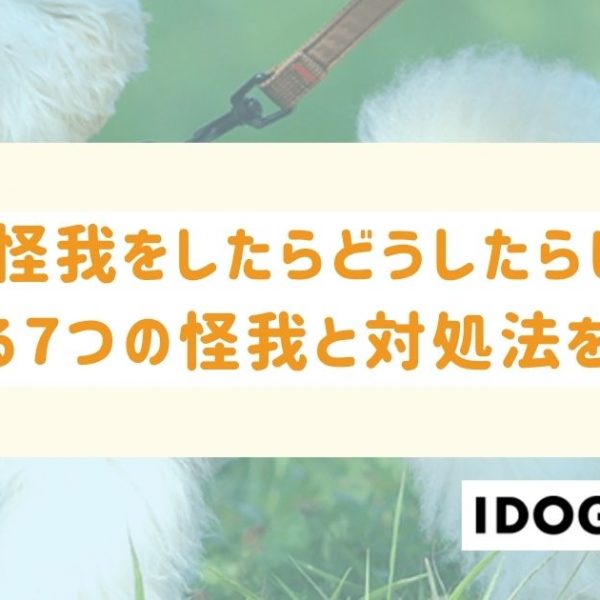 犬が怪我をしたらどうしたらいい?よくある7つの怪我と対処法を解説!