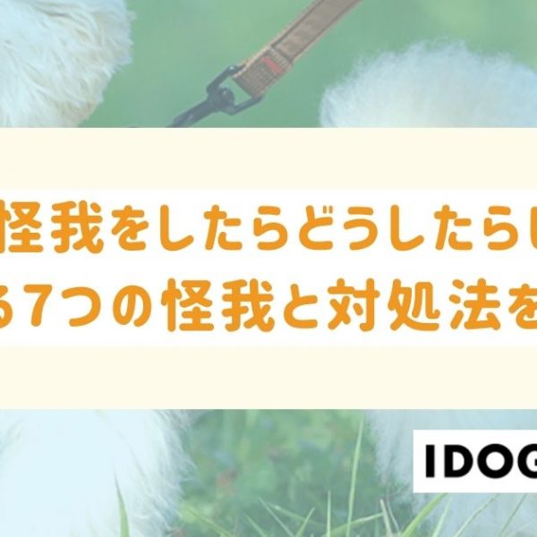 犬が怪我をしたらどうしたらいい？よくある7つの怪我と対処法を解説！