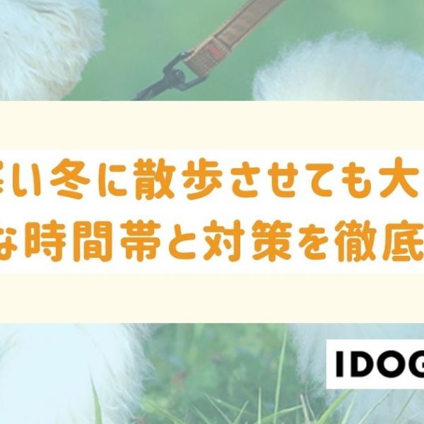 犬を寒い冬に散歩させても大丈夫？ベストな時間帯と対策を徹底解説！