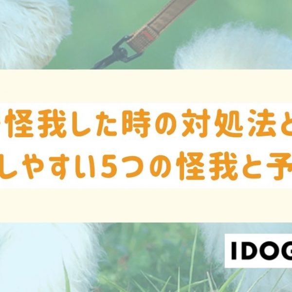 猫が怪我した時の対処法とは？遭遇しやすい5つの怪我と予防策を解説！