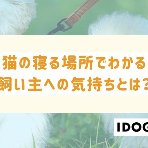 猫の寝る場所でわかる飼い主への気持ちとは？急な寝場所の変化は危険かも