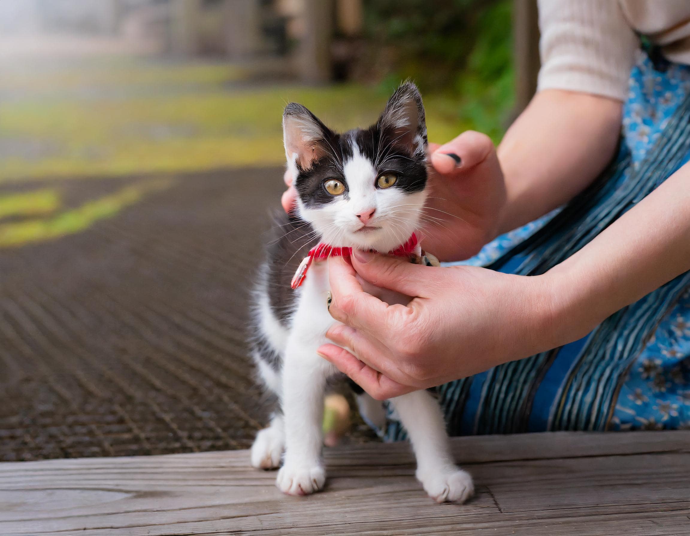 猫が嫌がる撫で方と人間の行動は？