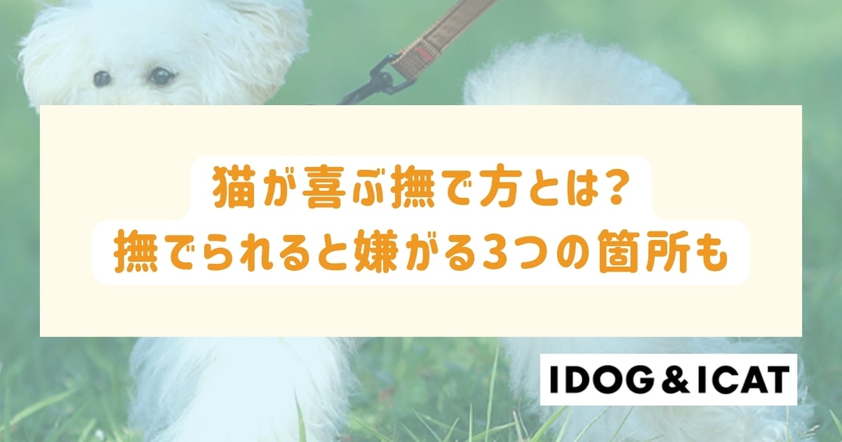 猫が喜ぶ撫で方とは？撫でられると嫌がる3つの箇所も解説！